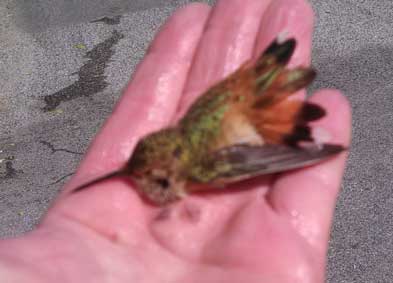baby hummingbird lying stunned felt held enough until well road
